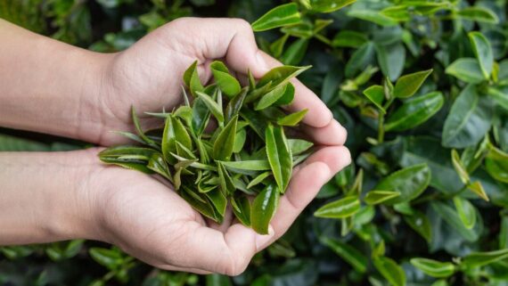 Premium Blend Tea